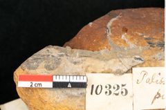 Foto (Detailansicht) von Asplenium palaeodarea Ettingshausen (NHMW-GEO-2024-0188-10325)